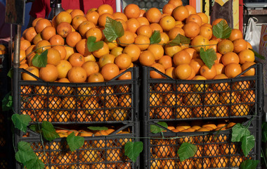 A pile of oranges was filmed in front of the bench in a black casing.