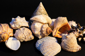 scattering of small seashells on a black background