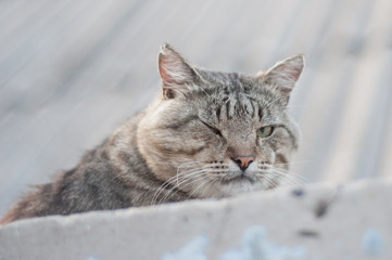 Street cat for a walk with his eyes closed