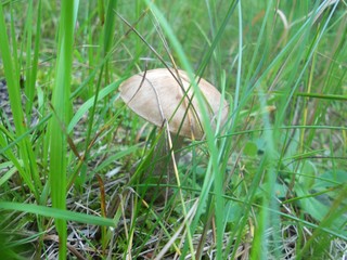 mushroom in the grass