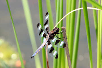 Dragon Fly 2