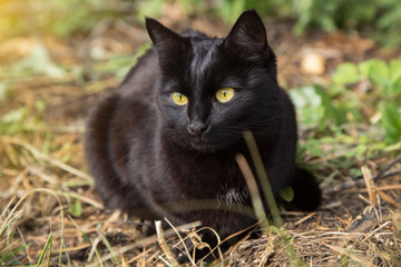 Naklejka na ściany i meble Beautiful bombay black cat with yellow eyes lies outdoors in nature, close up 