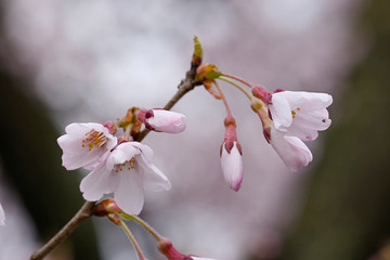 満開の高遠コヒガンザクラ、高遠小彼岸桜のアップ