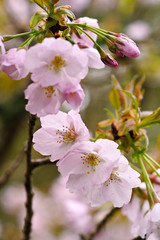 満開の高遠コヒガンザクラ、高遠小彼岸桜のアップ