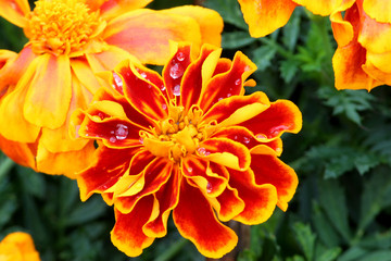 Orange Marigold with Rain Drops