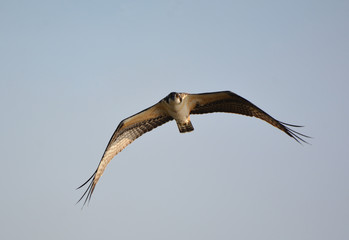Osprey in flight