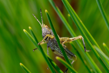 fotografia macro de pequeño saltamontes moteado