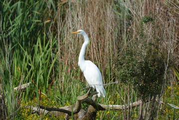 Great Egret