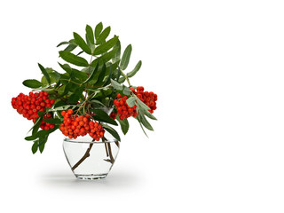 Bouquet from clusters of a red mountain ash