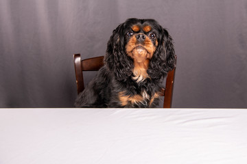 A cute dog sits at an empty table, waiting for dinner. The dog has a funny expression of demanding food.