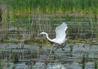 Jumping Great Egret