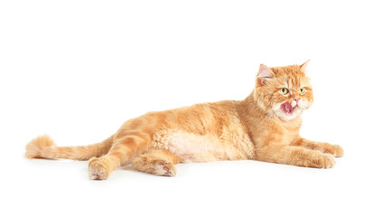 Cute red Persian cat on white background