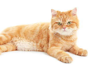 Cute red Persian cat on white background