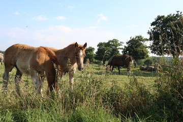 Horse France Bretagne 7