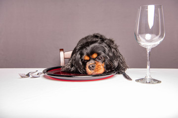 A cute dog is so hungry, she rests her chin on the dinner plate while patiently waiting for food.