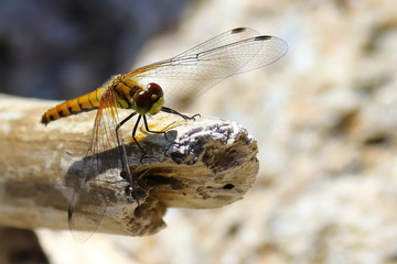Dragonfly on the wooden stick closeup on blurred background.