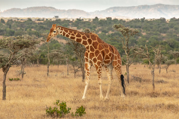 Reticulated Giraffe in Ol Pejeta Conservancy, Kenya