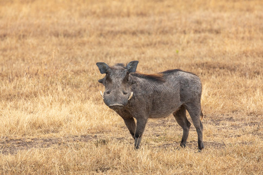 A Watchful Warthog in Africa