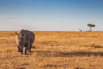 Lone White Rhino Walking in a Field of Golden Grass in Ol Pejeta Conservancy with Safari Vehicle in the Background