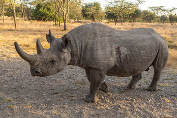 Obraz premium Baraka the Blind Rhino in Ol Pejeta Conservancy, Kenya