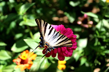 Butterfly named "Papilio machaon" sunbathing in the garden.
