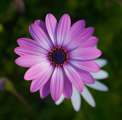 Obraz premium Purple Daisy Bushes flower