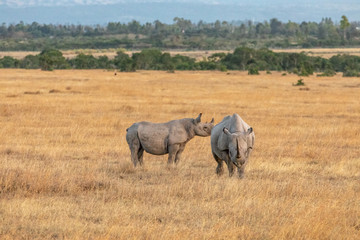 White Rhino Cow and Calf on the Savanna, Ol Pejeta Conservancy, Kenya, Africa