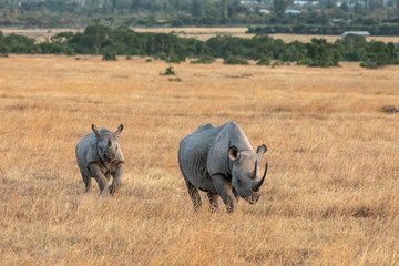 Obraz premium Female Rhino and Calf Running on the Savanna, Kenya, Africa