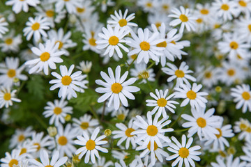 Fototapeta premium Filling the Frame with Bunches of Cheerful White and Yellow Daisies