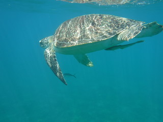Obraz na płótnie Canvas Une tortue marine nageant avec un poisson dessous