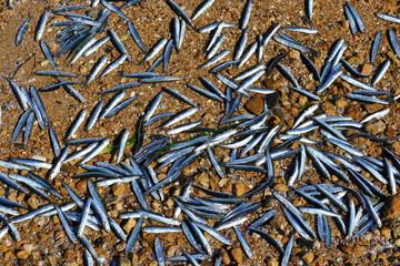 Alive fishes on sandy beach closeup. Japanese anchovy fishes Engraulis japonicus throwing themselves up on a sandy beach. Background, wallpaper for illustration of environment problems.
