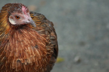 portrait of a chicken