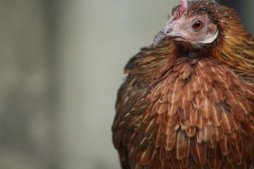 portrait of a brown chicken