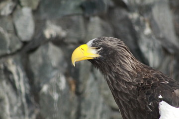 Hawk profile