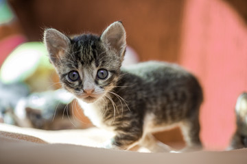 Fototapeta premium Funny kitten raised his paw. Homeless animals. Treatment of domestic cats.