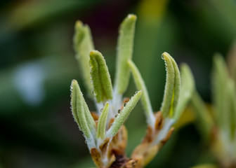 Detail of New Leaves on Rhododendron Bush