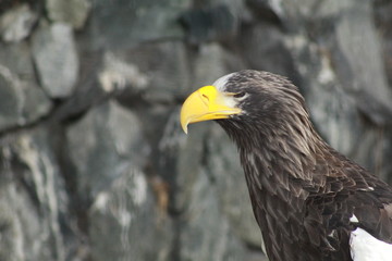 Hawk profile