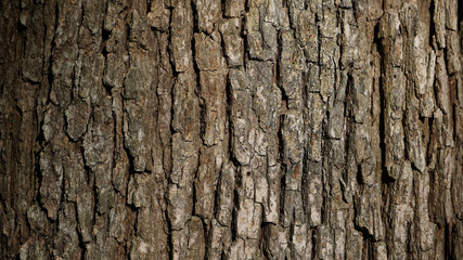 A close up of tree bark.