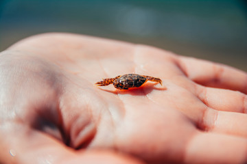 little cute crab on the hand