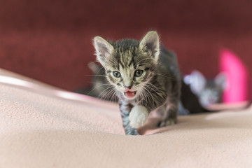 The kitten goes and screams. Small striped gray kitten with open mouth.