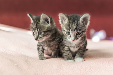 Two little kittens play on the bed. Domestic cats in a shelter. No one needs cats. Breeding cats from a domestic cat.