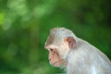 可愛いサル