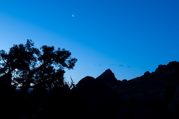 Silhouette of trees with the moon