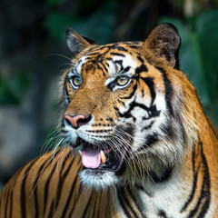 Photos of tiger naturally.