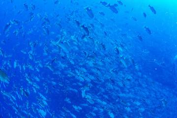 パラオ_ペリリュー_スキューバダイビング