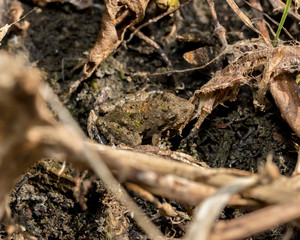 Blanchard's cricket frog, tree frog species, in its natural environment of vegetation on the shore line of pond. This frog is in population decline and threatened in parts of the Midwest