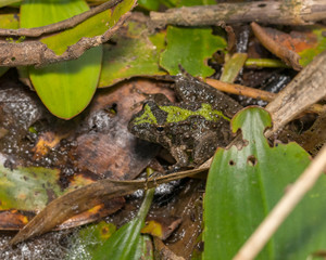 Blanchard's cricket frog, tree frog species, in its natural environment of vegetation on the shore line of pond. This frog is in population decline and threatened in parts of the Midwest