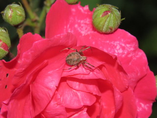 Stop and Smell the Roses