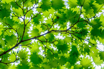 Looking up through leaves on tree branch with blue sky behind.
