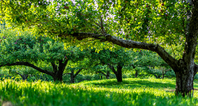 apple orchard 